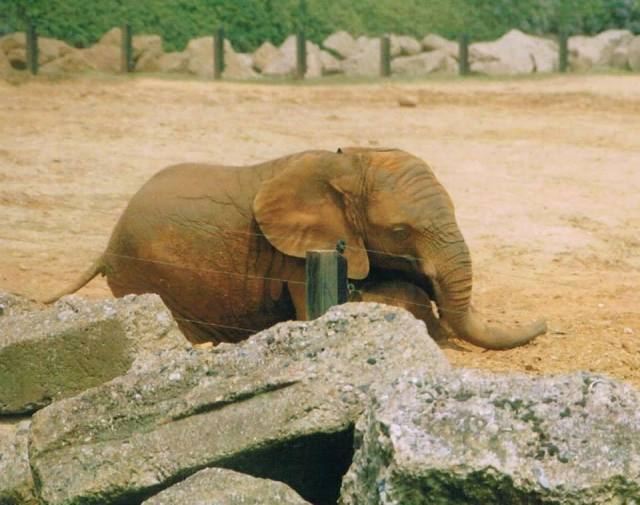 Captive elephant pacing