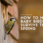 How one can help baby birds survive this spring