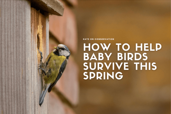 How one can help baby birds survive this spring