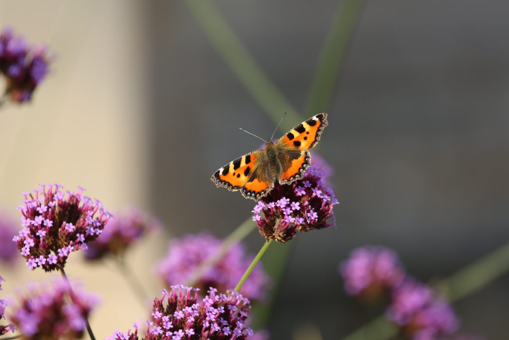 Prime 5 strategies to attract butterflies to your yard