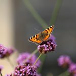 Prime 5 strategies to attract butterflies to your yard