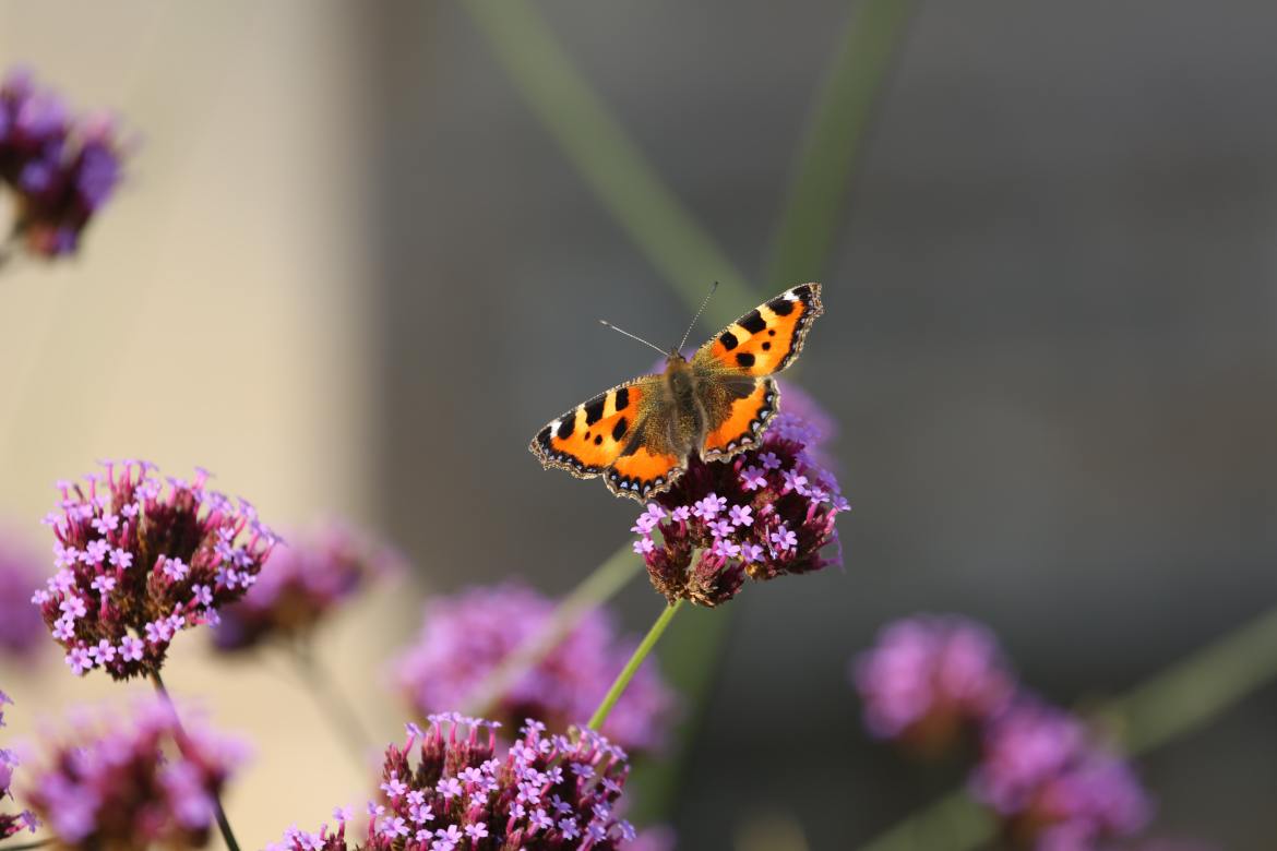 How to make endangered butterflies feel welcome in your garden