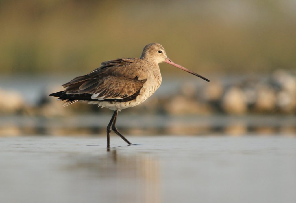 Black-Tailed Godwits need our help. That’s the reason.