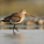 Black-Tailed Godwits need our help. That’s the reason.