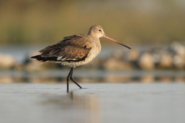 Black-Tailed Godwits need our help. That’s the reason.