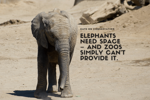 Elephants Need Home – and realistically, zoos merely can’t current it.