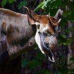 The Thriller Of The Okapi’s Black Tongue