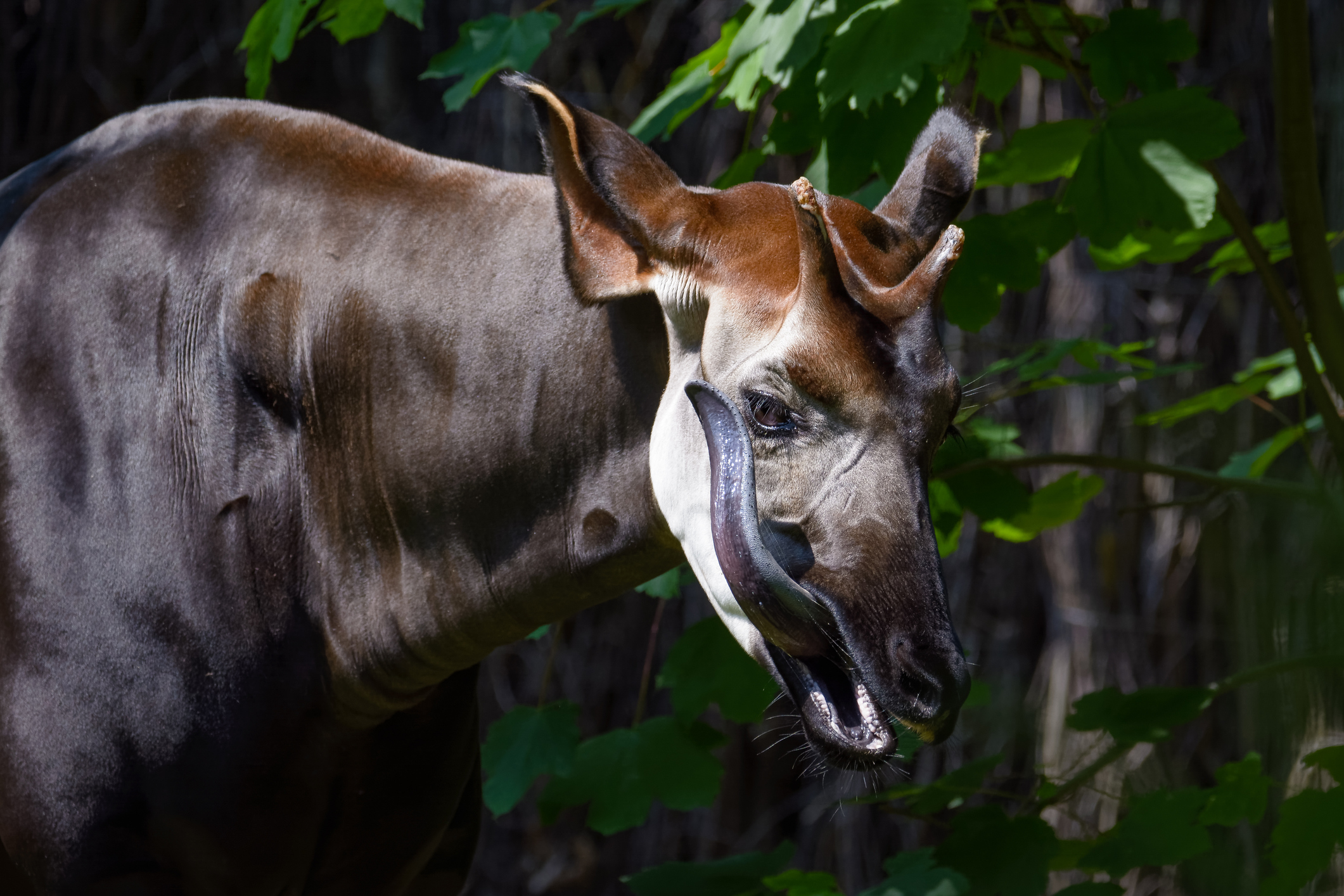 The Thriller Of The Okapi’s Black Tongue