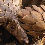 Speaking up for pangolins by the use of art work and experience