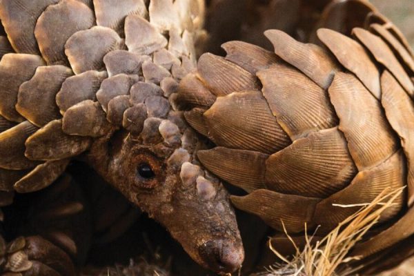 Speaking up for pangolins by the use of art work and experience