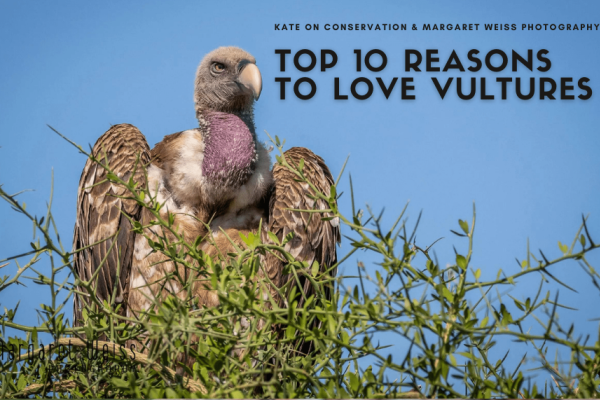 Prime 10 causes to love vultures