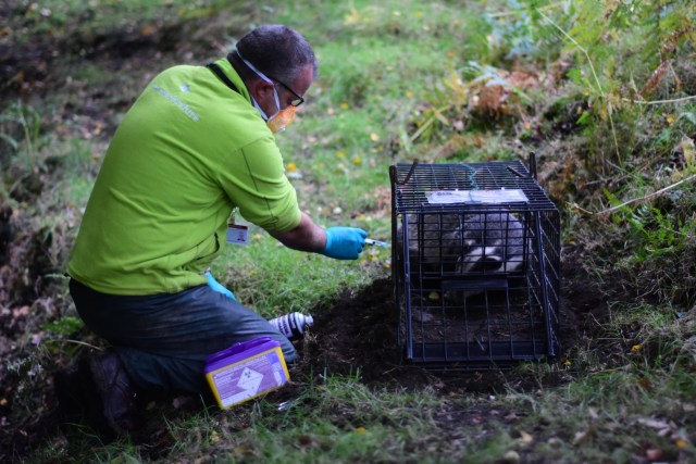 badger vaccination