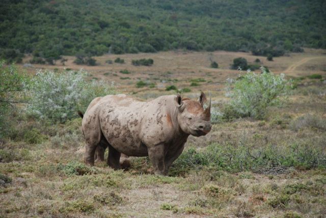 Rhino photography by Kate on Conservation