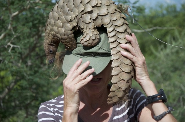 pangolin climbs on hat