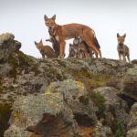 World’s rarest wolves: ghosts of the mountains