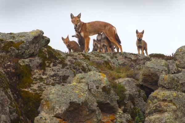 World’s rarest wolves: ghosts of the mountains