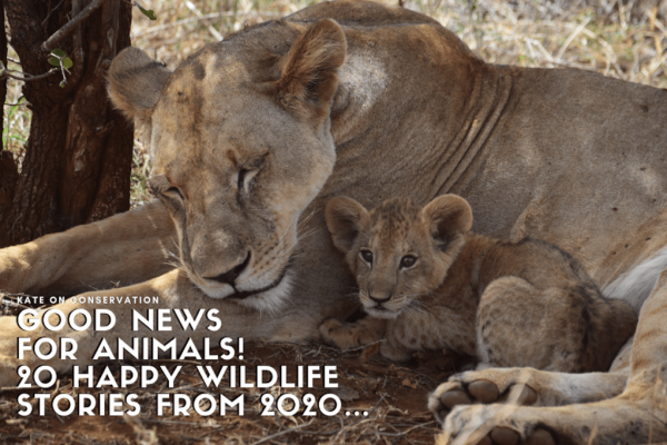 Good news for animals! 20 snug wildlife tales from 2023