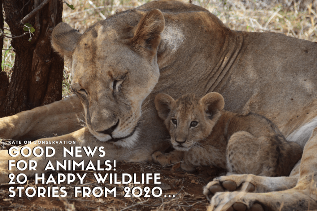 Good news for animals! 20 snug wildlife tales from 2023