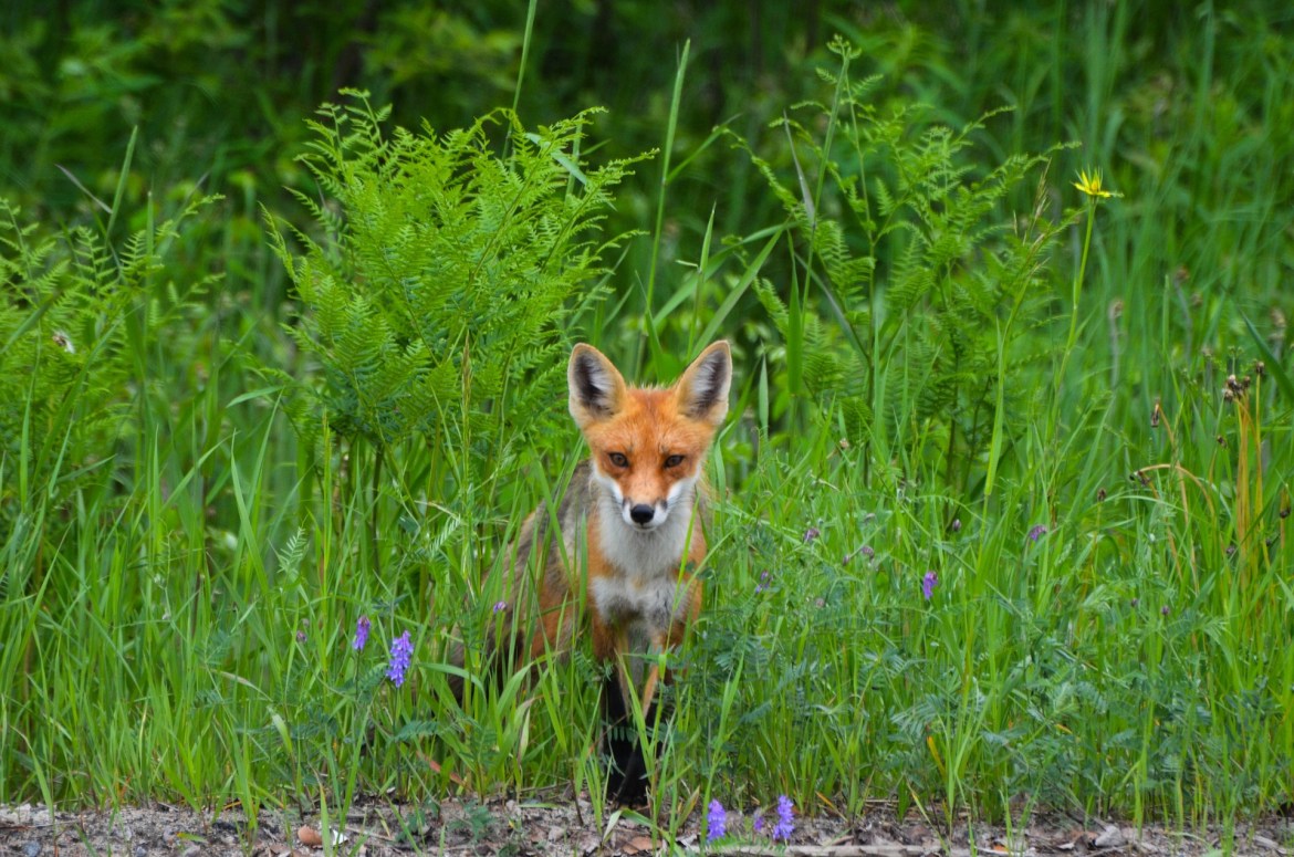 red-fox-moves-through-grass