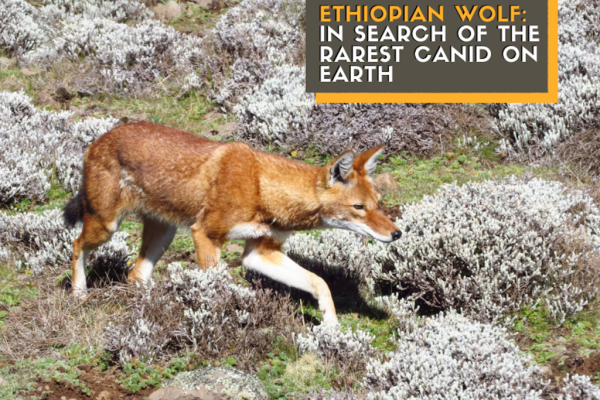 Ethiopian Wolf: Looking for the rarest canid on Earth