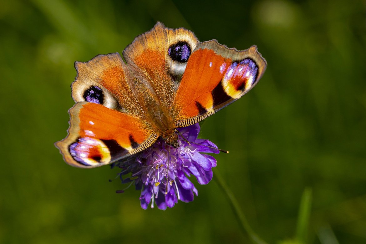 seedball giveaway peacock-butterfly-in-the-garden