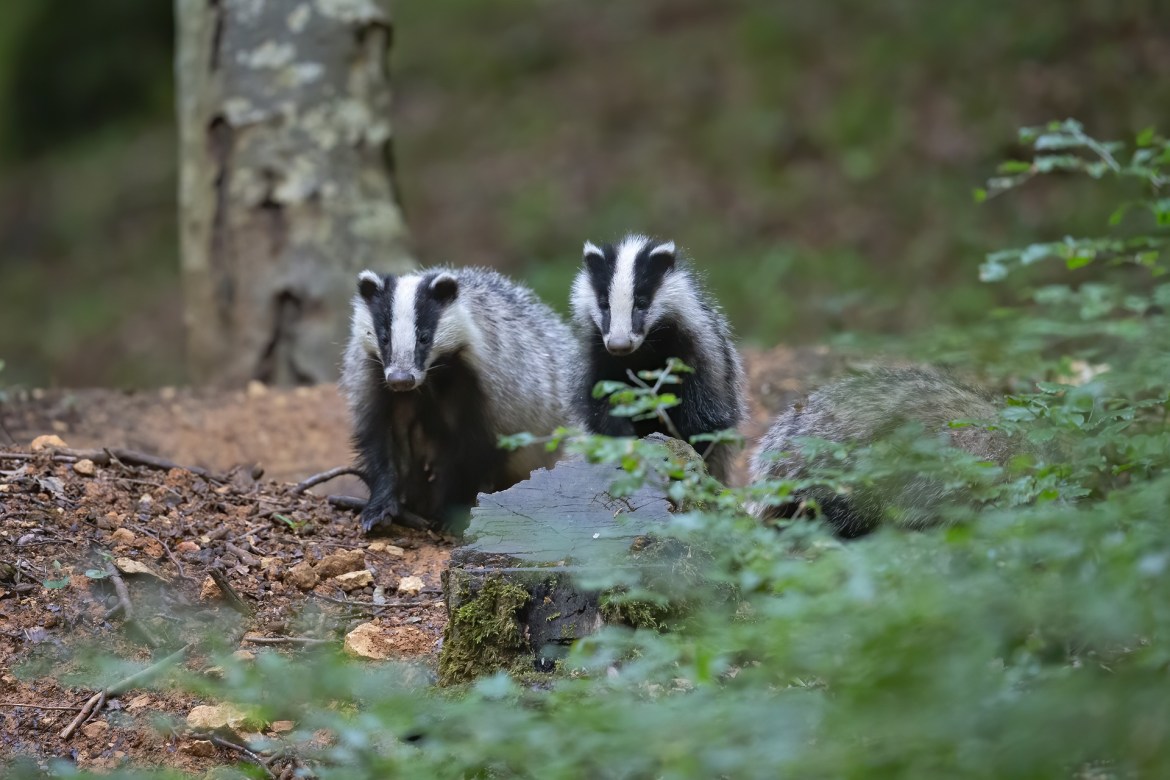 badgers running in the forest