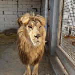 Fb group rallies to free forgotten lions in Ukraine