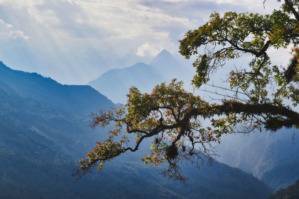 Sikkim in India is doubtless one of many world’s best areas for birding. Due to this.