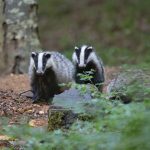 A whole bunch of badgers to be killed in 7 new areas no matter authorities promise