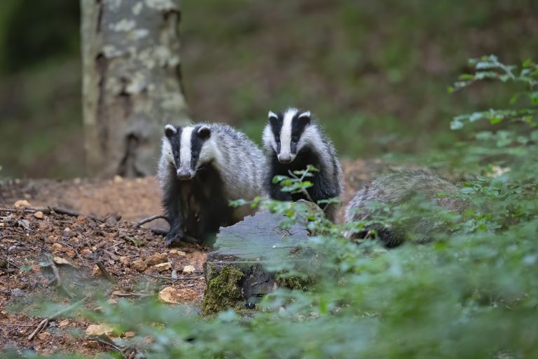 A whole bunch of badgers to be killed in 7 new areas no matter authorities promise