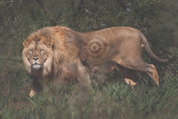 Beginning of the highest canned lion looking out