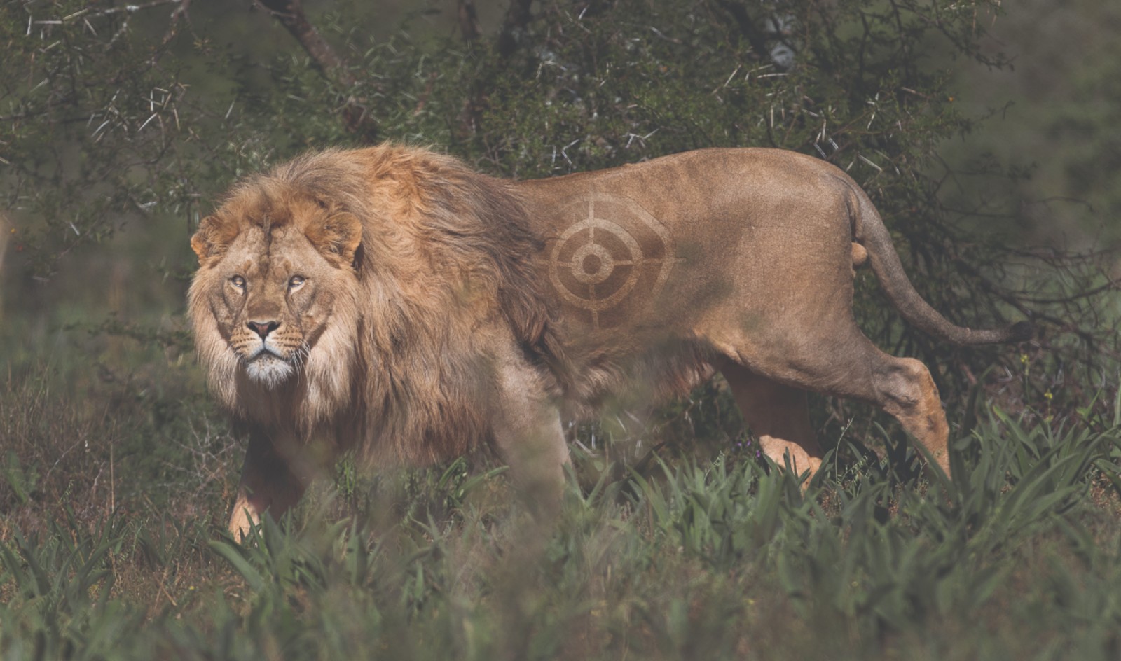 Beginning of the highest canned lion looking out