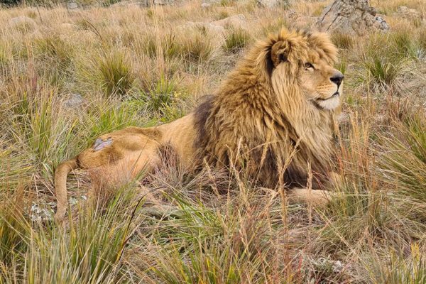 Forgotten Ukraine lions lastly out of lockdown