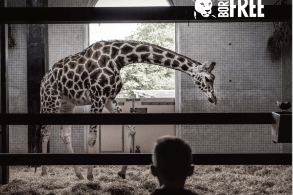 5 strategies captivity is harmful for giraffe wellbeing