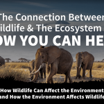 What is the Connection Between Wildlife and the Ecosystem?