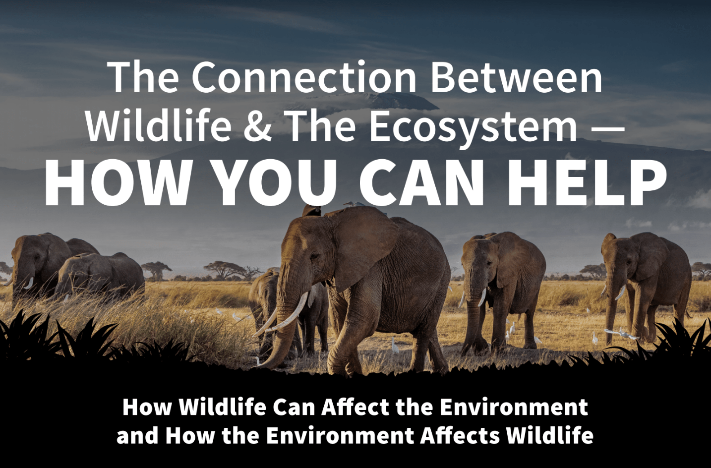 What is the Connection Between Wildlife and the Ecosystem?