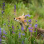 Recommendations on find out how to care in your native foxes