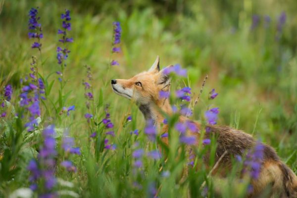 Recommendations on find out how to care in your native foxes