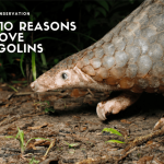 Excessive 10 causes to love pangolins