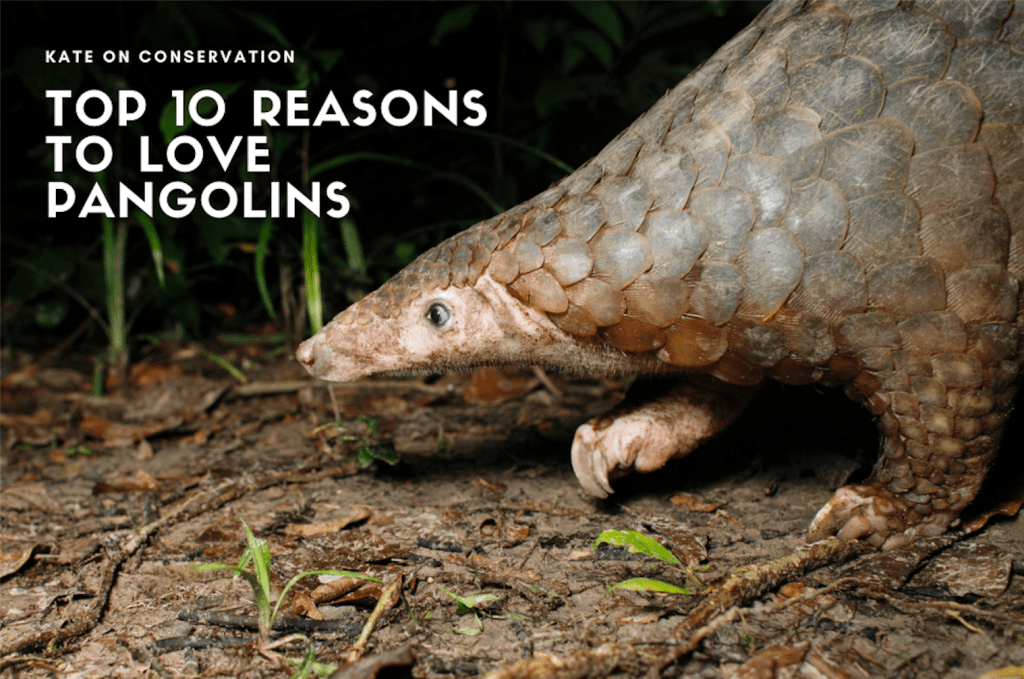 Excessive 10 causes to love pangolins