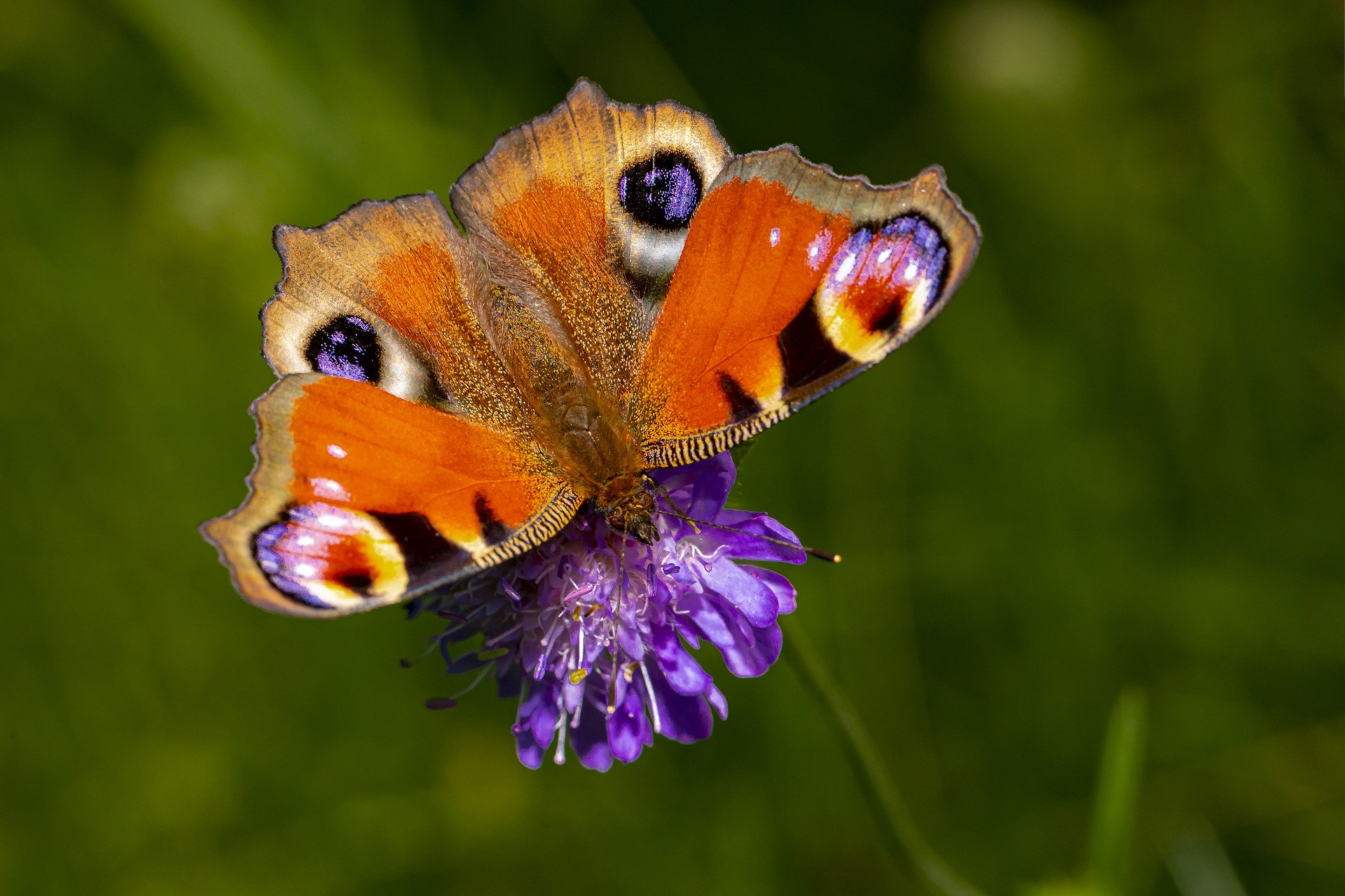 The Best Strategies To Convey Pollinators To Your Yard