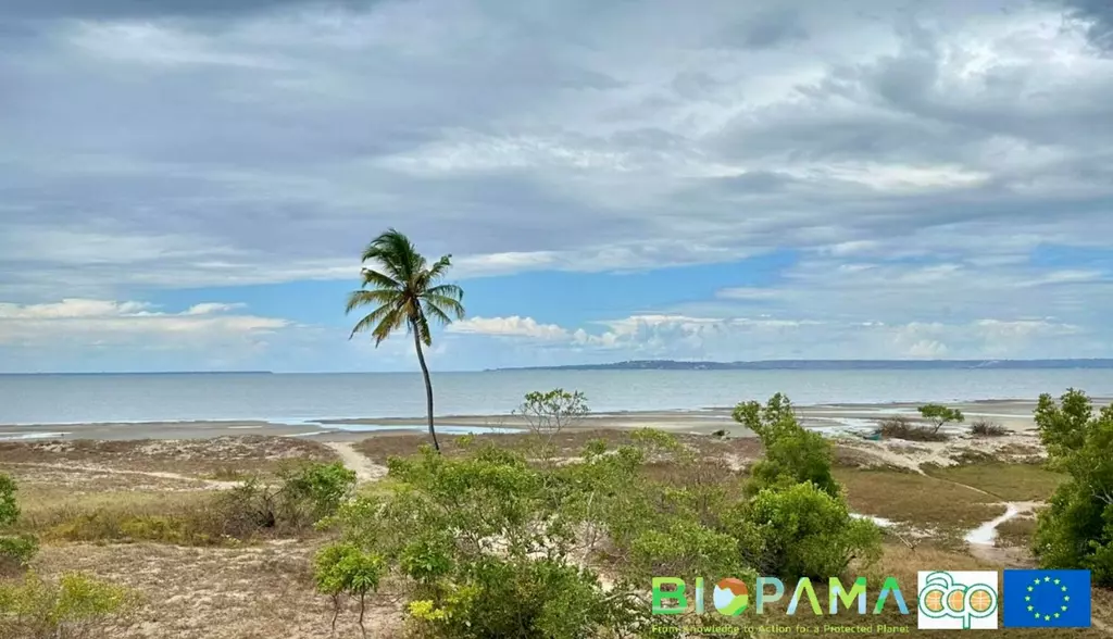 Discovering Bandar: A Beacon of Neighborhood-Pushed Marine Conservation in Northern Mozambique