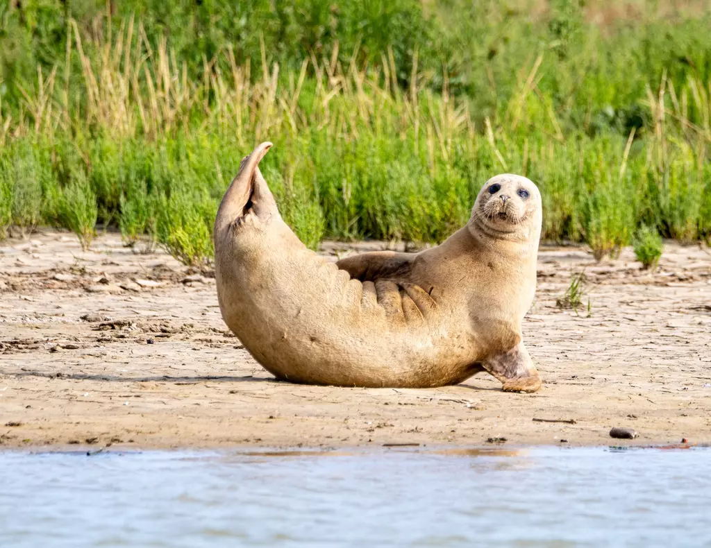 Help improve River Thames Conservation